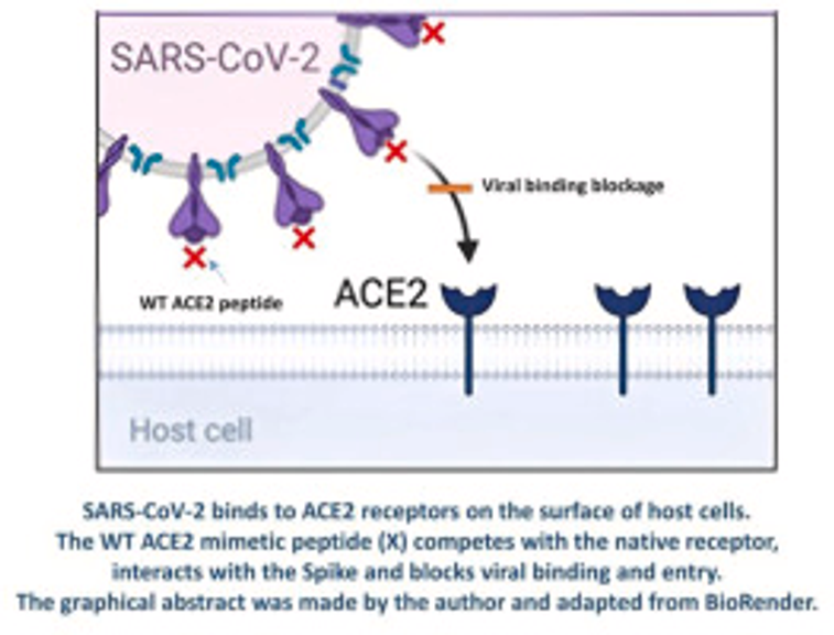 A mimetic peptide of ACE2 protects against SARS-CoV-2 infection and decreases pulmonary inflammation related to COVID-19