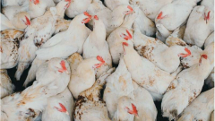 Bird flu viruses are resistant to fever, making them a major threat to humans
