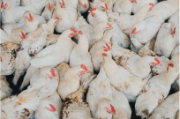 Bird flu viruses are resistant to fever, making them a major threat to humans