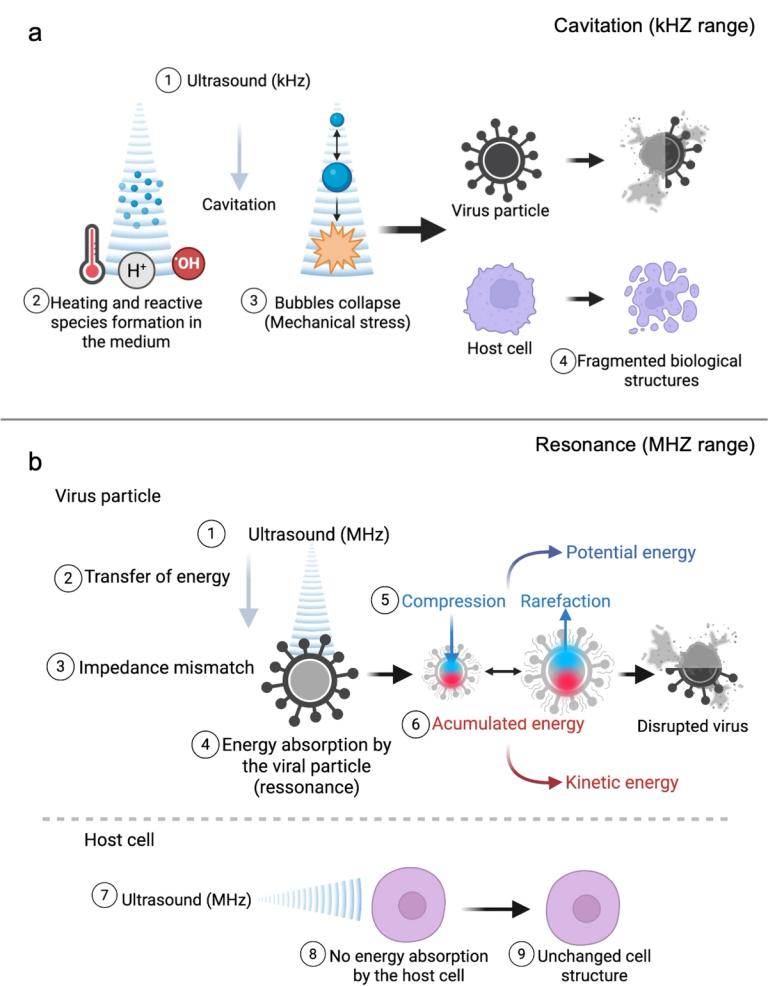 Ultrasound effectively destabilizes and disrupts the structural integrity of enveloped respiratory viruses
