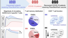 Spheromers reveal robust T cell responses to the Pfizer/BioNTech vaccine and attenuated peripheral CD8+ T cell responses post SARS-CoV-2 infection