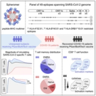 Spheromers reveal robust T cell responses to the Pfizer/BioNTech vaccine and attenuated peripheral CD8+ T cell responses post SARS-CoV-2 infection