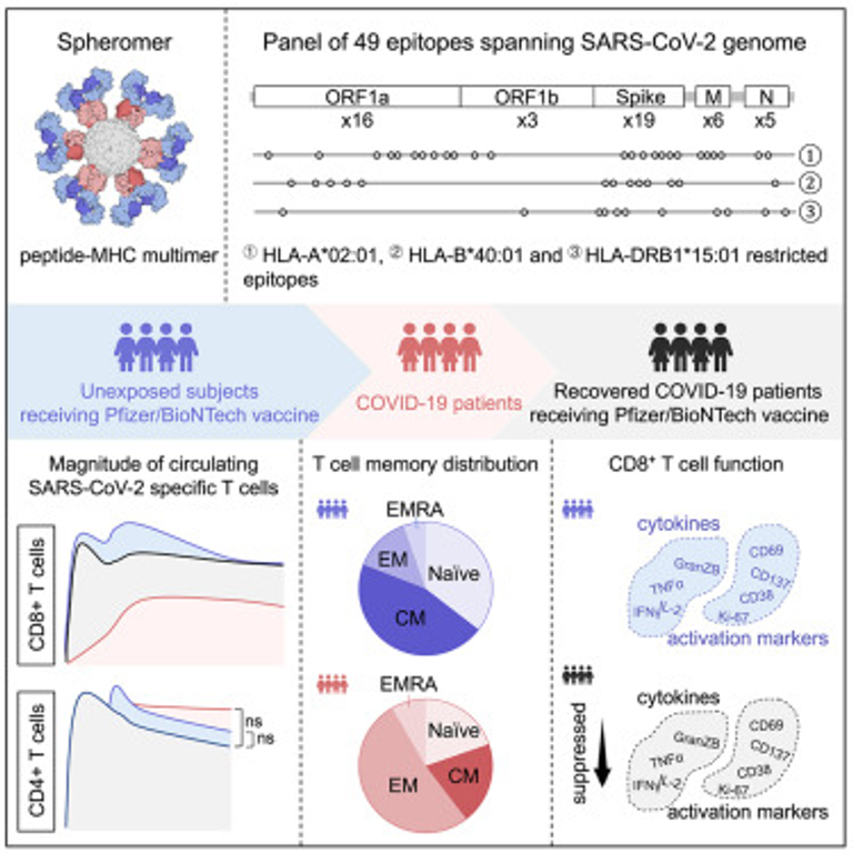 Spheromers reveal robust T cell responses to the Pfizer/BioNTech vaccine and attenuated peripheral CD8+ T cell responses post SARS-CoV-2 infection