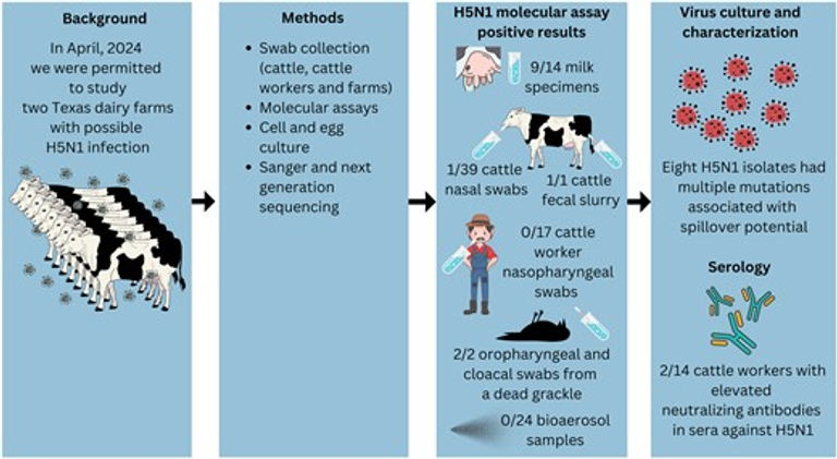 A One Health Investigation into H5N1 Avian Influenza Virus Epizootics on Two Dairy Farms