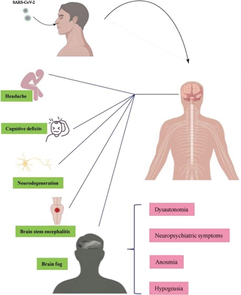 Exploring SARS-CoV-2 impact on blood-brain barrier and its composition: A review