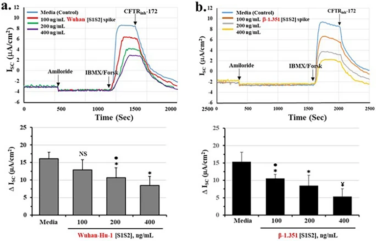 Inflammation in the COVID-19 airway is due to inhibition of CFTR signaling by the SARS-CoV-2 spike protein