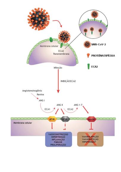 Severe COVID-19: understanding the role of immunity, endothelium, and coagulation in clinical practice