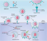 Cancer Occurrence as the Upcoming Complications of COVID-19