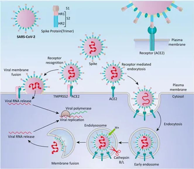 Cancer Occurrence as the Upcoming Complications of COVID-19