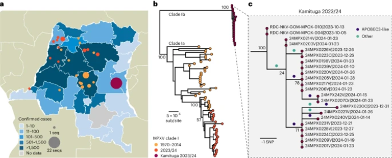 Sustained human outbreak of a new MPXV clade I lineage in eastern Democratic Republic of the Congo