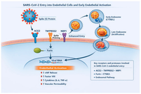 Vascular Complications of Long COVID—From Endothelial Dysfunction to Systemic Thrombosis: A Systematic Review