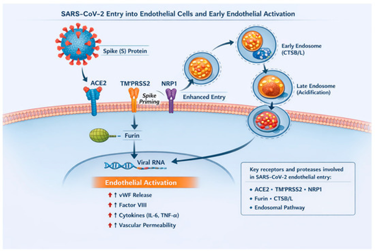 Vascular Complications of Long COVID—From Endothelial Dysfunction to Systemic Thrombosis: A Systematic Review