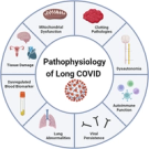 Current status and future perspectives on the mechanistic and pathophysiological understanding of long COVID