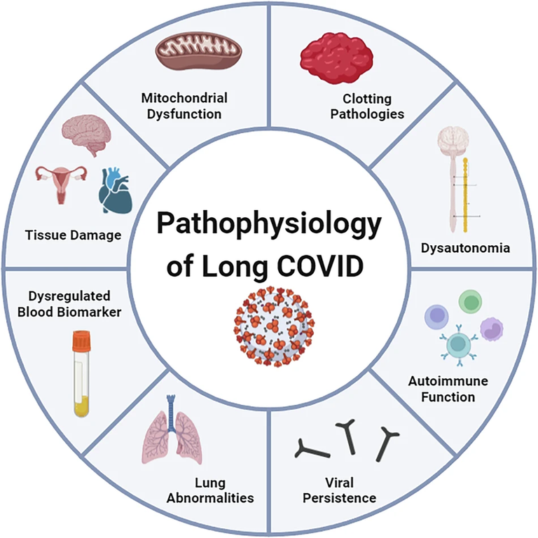 Current status and future perspectives on the mechanistic and pathophysiological understanding of long COVID