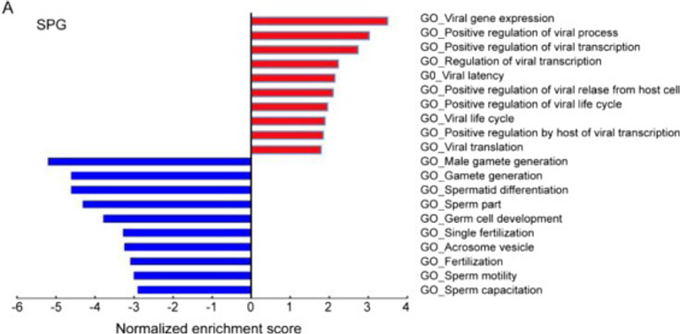 Impact du SARS-CoV-2 sur la fertilité, les gamètes et l’Assistance médicale à la procréation