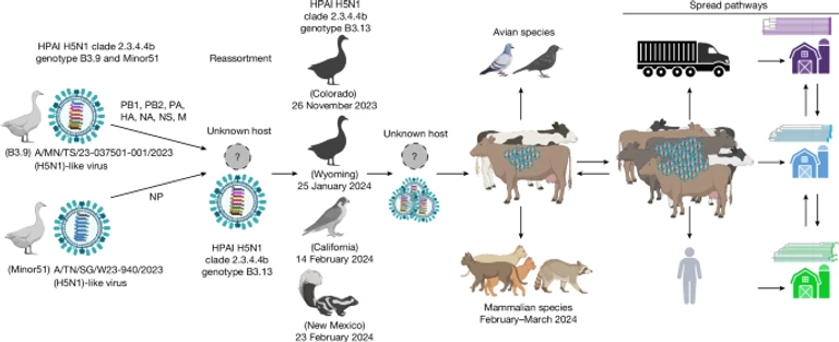 Spillover of highly pathogenic avian influenza H5N1 virus to dairy cattle