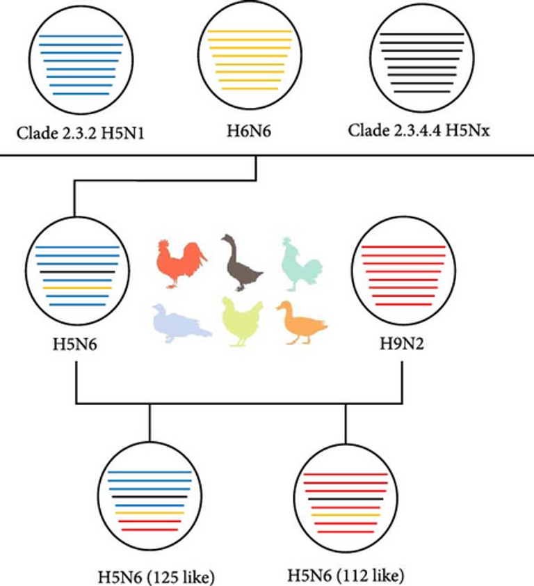 The H5N6 Virus Containing Internal Genes From H9N2 Exhibits Enhanced Pathogenicity and Transmissibility