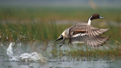 H5N1’s tipping point: Scientists identify when containment fails