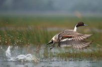 H5N1’s tipping point: Scientists identify when containment fails