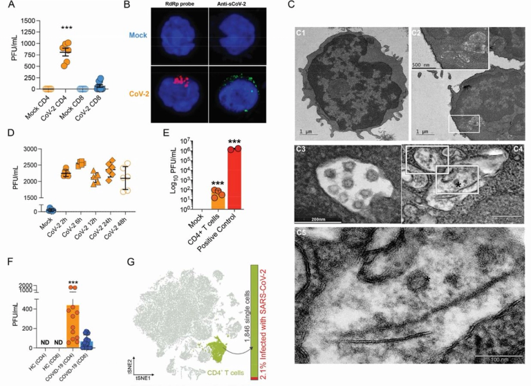 SARS-CoV-2 uses CD4 to infect T helper lymphocytes