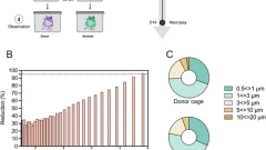 Airborne transmission efficiency of SARS-CoV-2 in Syrian hamsters is not influenced by environmental conditions