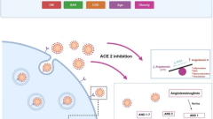 The Role of the Endothelium in Severe COVID-19