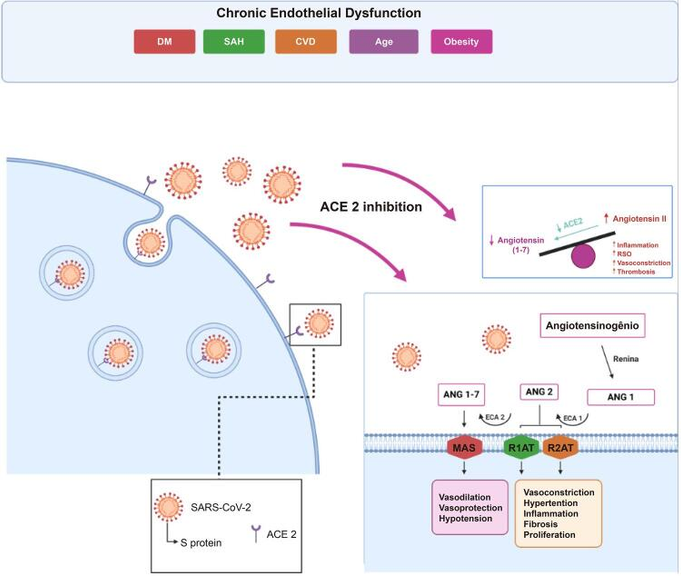 The Role of the Endothelium in Severe COVID-19