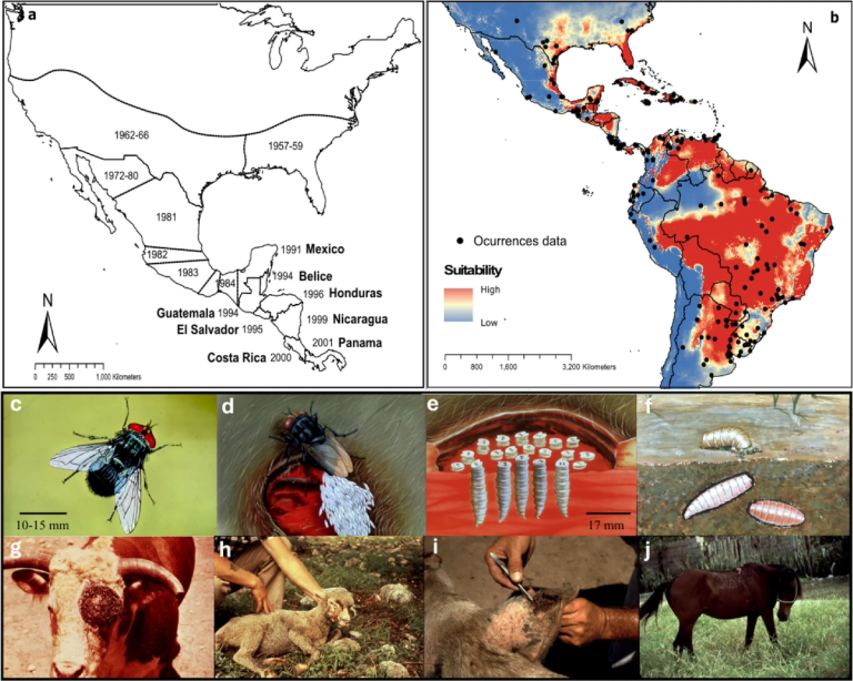 The reemergence of the New World screwworm and its potential distribution in North America
