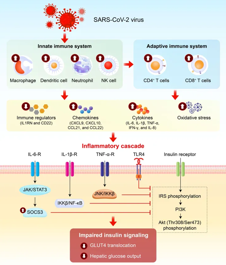 The mechanisms underlying COVID-19 induced insulin resistance: a narrative review