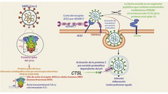 Mecanismos del COVID-19 en el cuerpo humano: Lo que sabemos hasta ahora