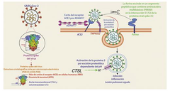 Mecanismos del COVID-19 en el cuerpo humano: Lo que sabemos hasta ahora