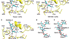 A single mutation in bovine influenza H5N1 hemagglutinin switches specificity to human receptors