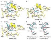 A single mutation in bovine influenza H5N1 hemagglutinin switches specificity to human receptors