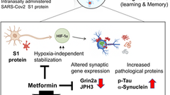 SARS-CoV-2 spike protein causes synaptic dysfunction and p-tau and α-synuclein aggregation leading cognitive impairment: The protective role of metformin