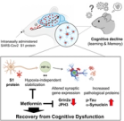 SARS-CoV-2 spike protein causes synaptic dysfunction and p-tau and α-synuclein aggregation leading cognitive impairment: The protective role of metformin