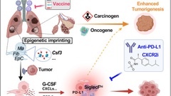 Respiratory viral infections prime accelerated lung cancer growth