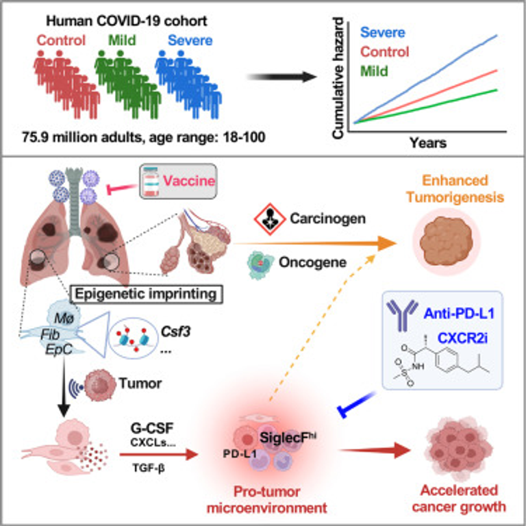 Respiratory viral infections prime accelerated lung cancer growth
