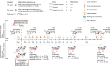 H5N1 clade 2.3.4.4b dynamics in experimentally infected calves and cows