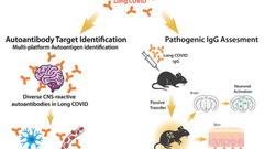 A causal link between autoantibodies and neurological symptoms in long COVID