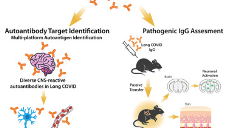A causal link between autoantibodies and neurological symptoms in long COVID