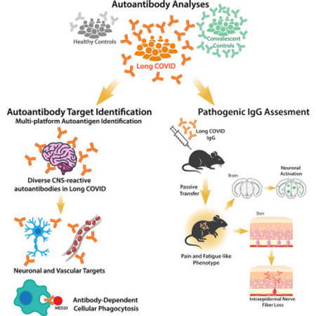 A causal link between autoantibodies and neurological symptoms in long COVID