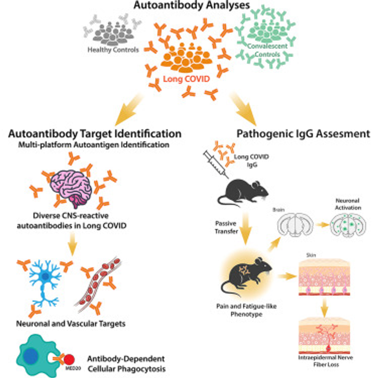 A causal link between autoantibodies and neurological symptoms in long COVID