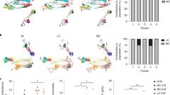 Immunological dysfunction persists for 8 months following initial mild-to-moderate SARS-CoV-2 infection