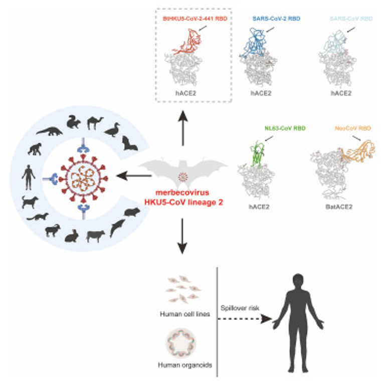 Bat-infecting merbecovirus HKU5-CoV lineage 2 can use human ACE2 as a cell entry receptor
