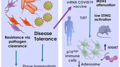 p16High-expressing immune cells control disease tolerance as a defense and health span-extending strategy