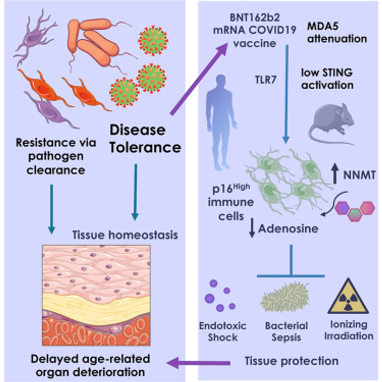 p16High-expressing immune cells control disease tolerance as a defense and health span-extending strategy