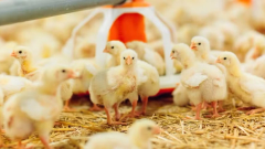 Gripe aviária em granja comercial apareceu dois anos depois do primeiro registro no Brasil