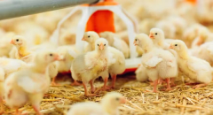 Gripe aviária em granja comercial apareceu dois anos depois do primeiro registro no Brasil