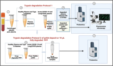 Persistent clotting protein pathology in Long COVID/Post-Acute Sequelae of COVID-19 (PASC) is accompanied by increased levels of antiplasmin