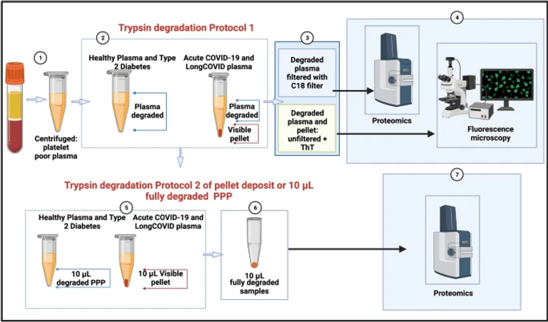 Persistent clotting protein pathology in Long COVID/Post-Acute Sequelae of COVID-19 (PASC) is accompanied by increased levels of antiplasmin